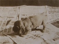 psia toaleta_2